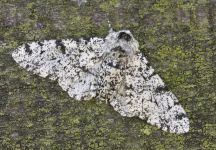 Peppered moth photo